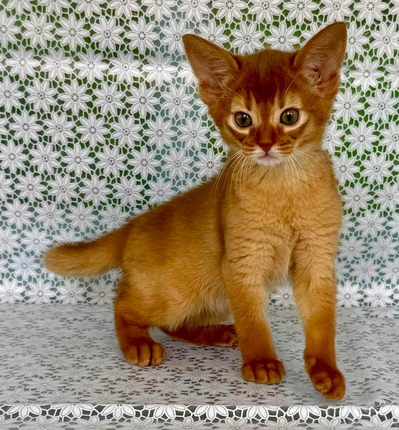 Bastet Abyssinian female sorrel - live animals
