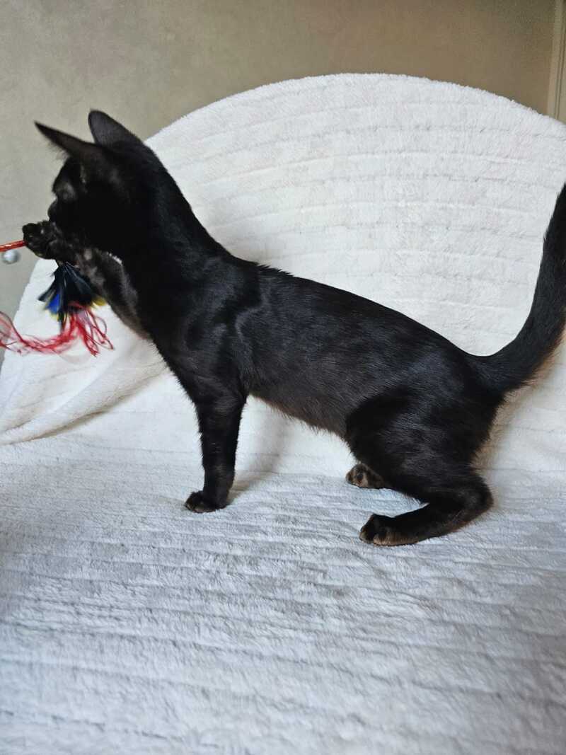 Poker Bengal male, black