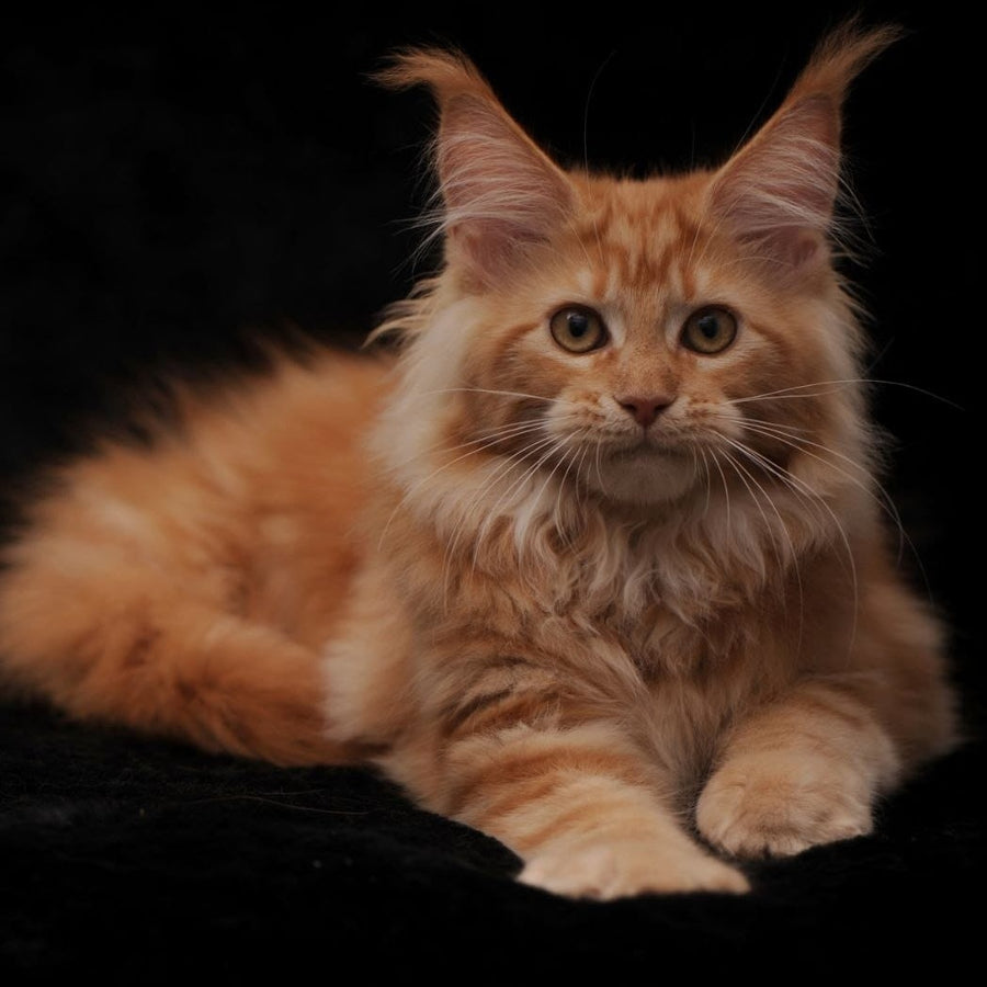 Rakel Maine Coon female, red