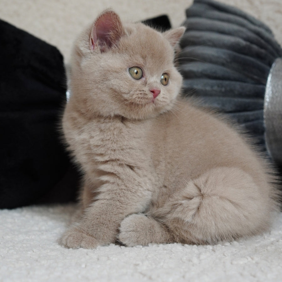 Ulysses British Shorthair male, fawn