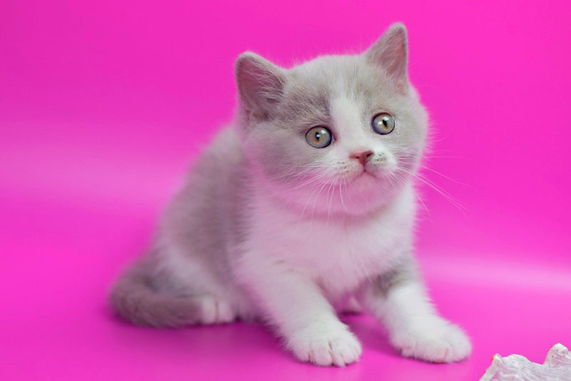 Quper British Shorthair male, lilac bicolour
