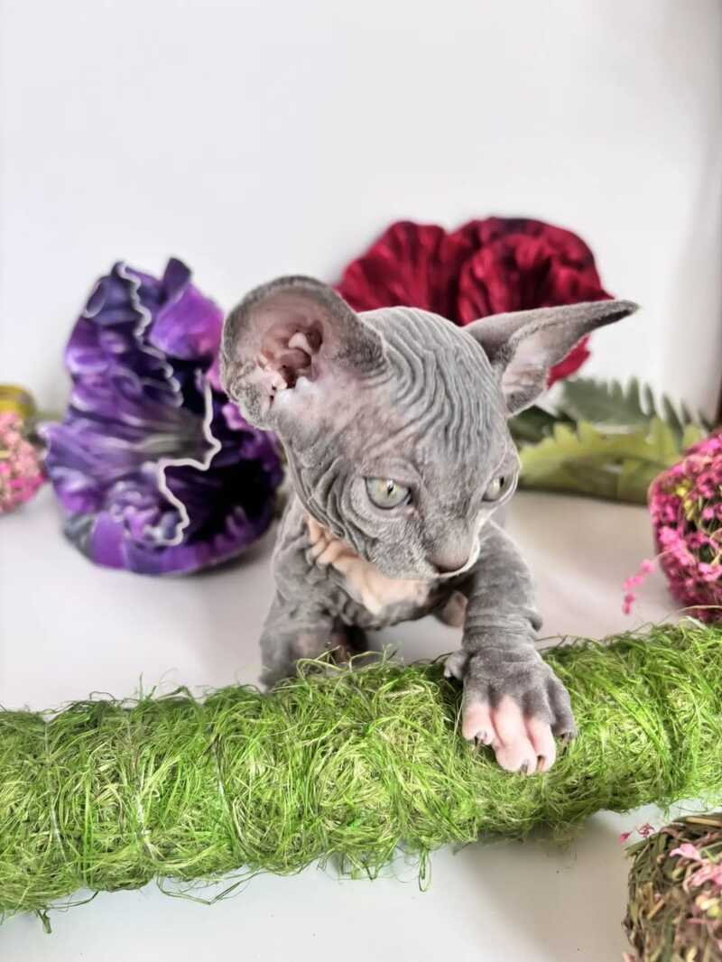 Barni Bambino male blue bicolour - live animals