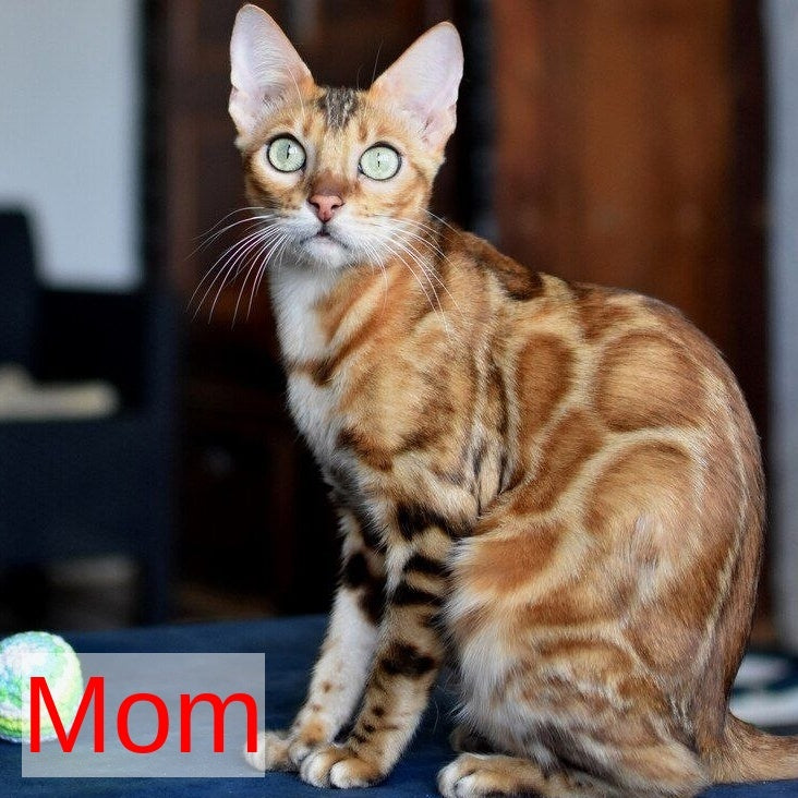 Perseus Bengal male, black spotted tabby