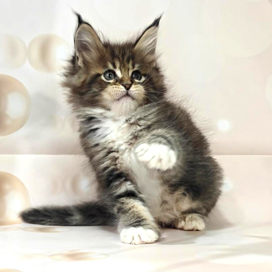 Business Maine Coon female, black tabby with white
