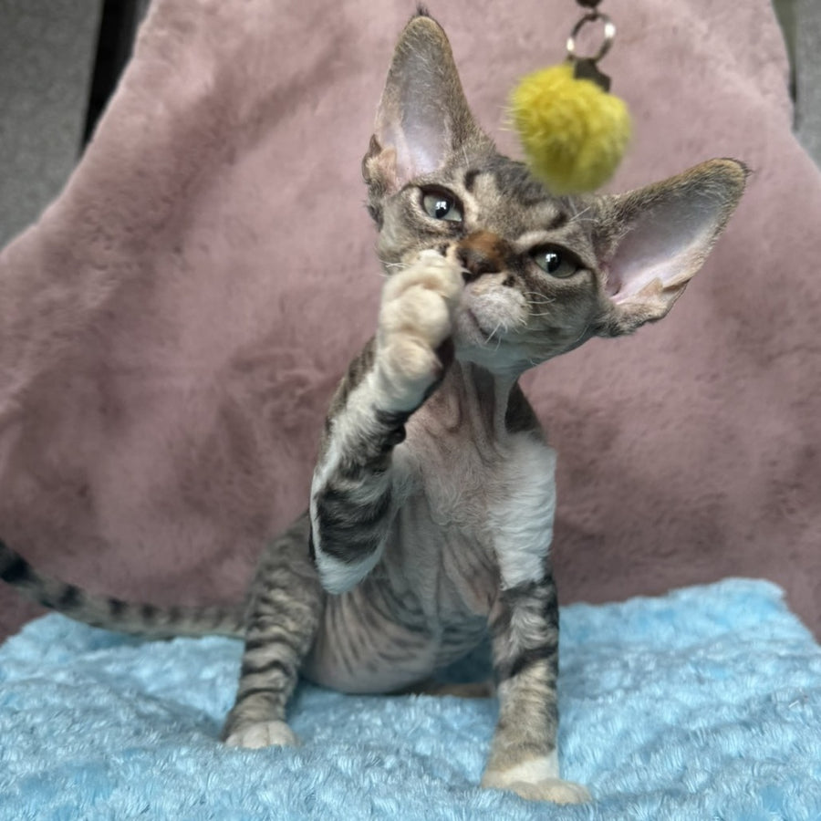 Xenon Devon Rex male, black tabby with white