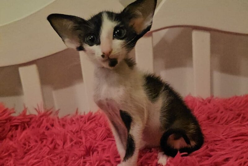 Sindy Oriental Shorthair female, black bicolour