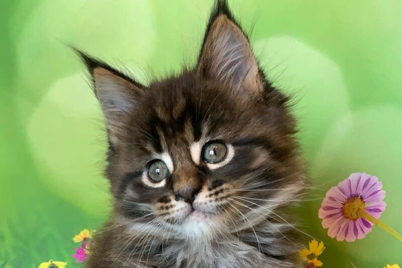 Ursine Maine Coon male, black spotted tabby