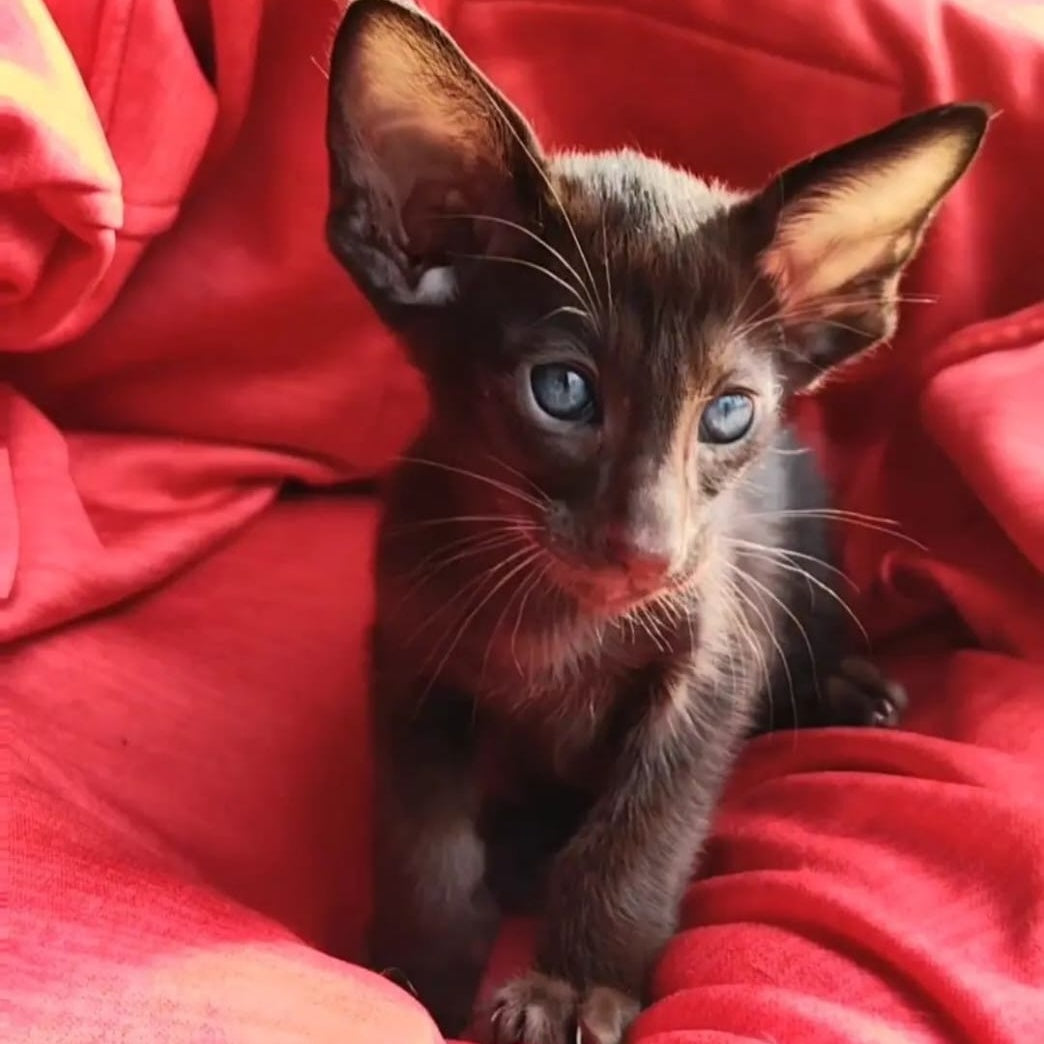 Zion Oriental Shorthair male, chocolate