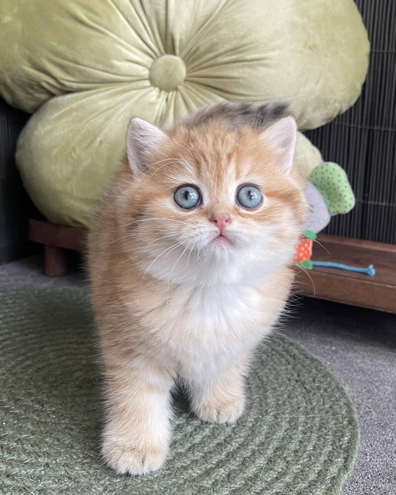Winny British Shorthair male black golden spotted tabby - live animals