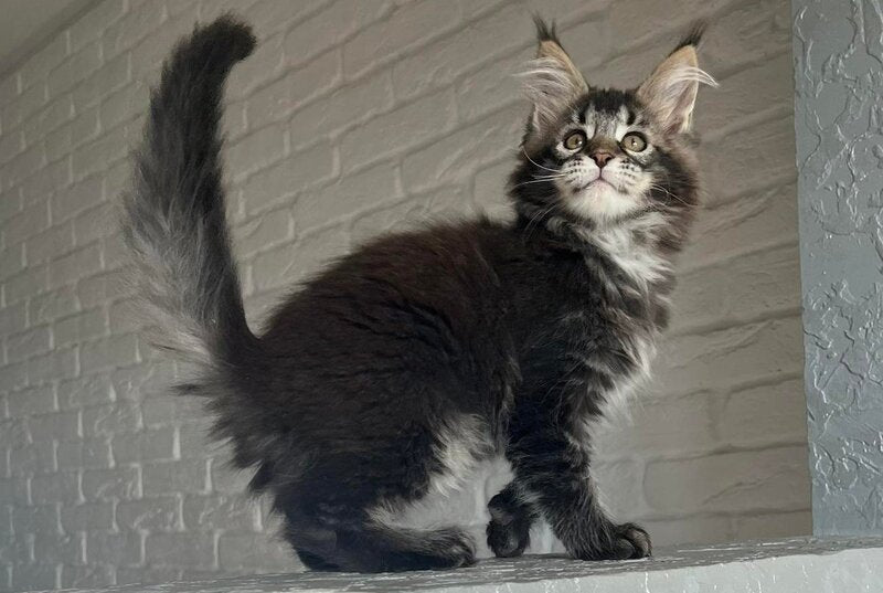 Xena Maine Coon polydactyl female, black ticked tabby