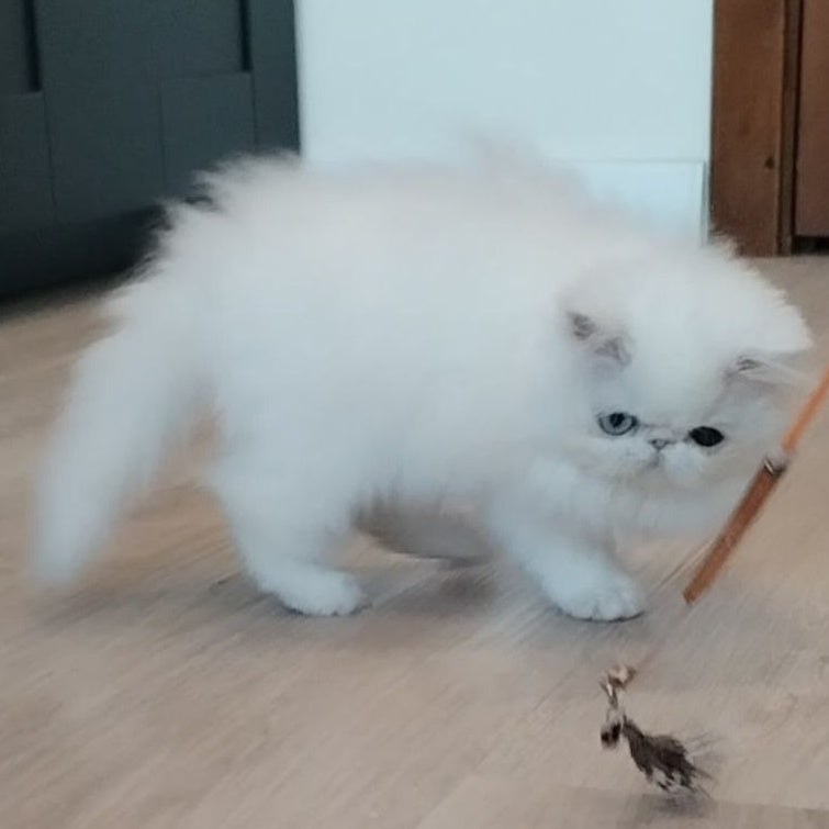 Holly Persian female, white
