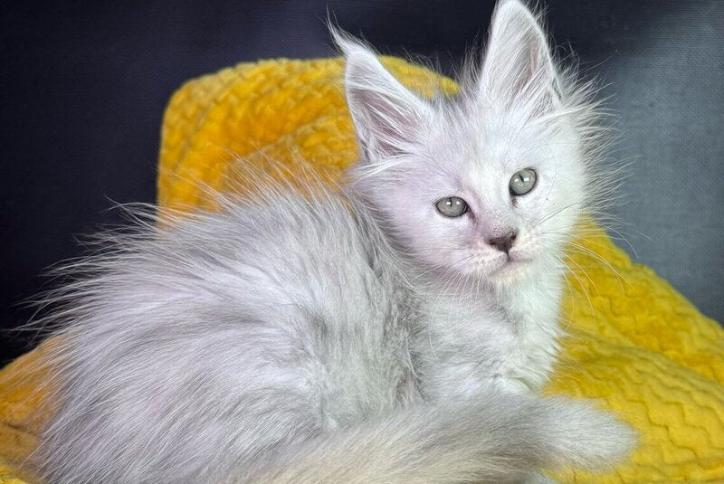 Adrian Maine Coon male black silver shaded - live animals