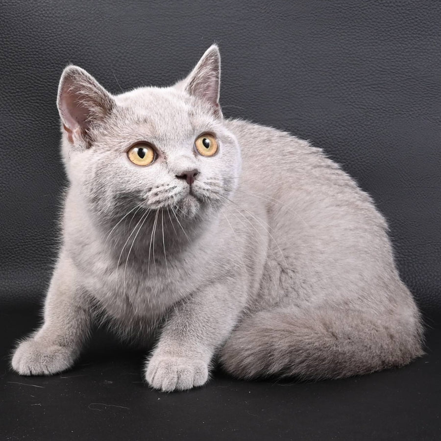 Enigma British Shorthair female, lilac