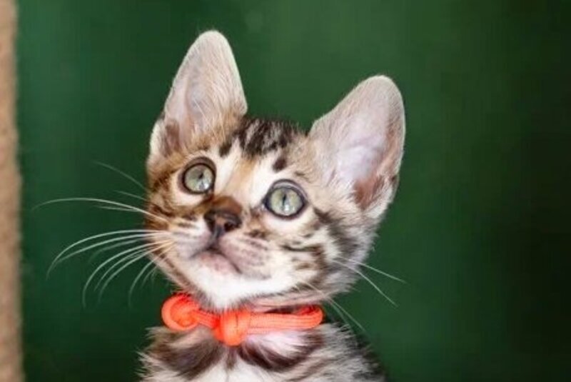 Chanel Bengal female black spotted tabby - live animals
