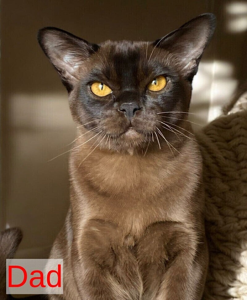 Ustina Burmese female black - live animals