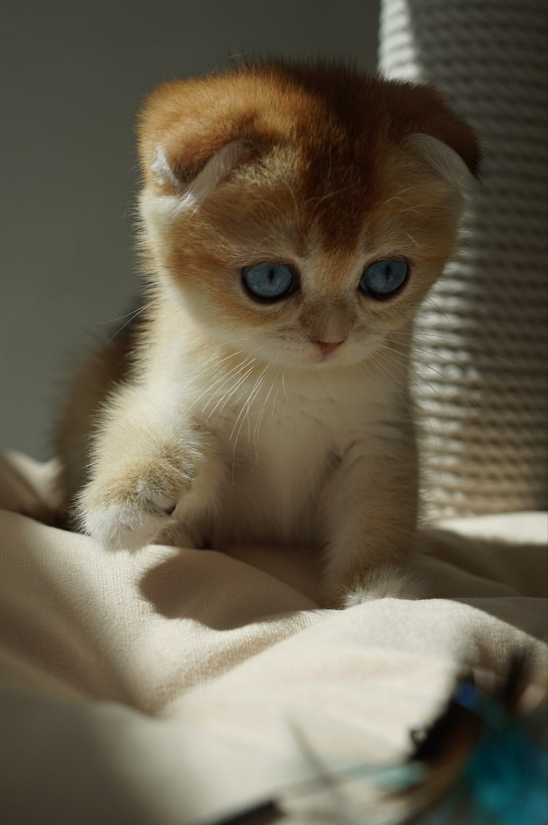 Queenie Scottish Fold female, black golden shaded with white
