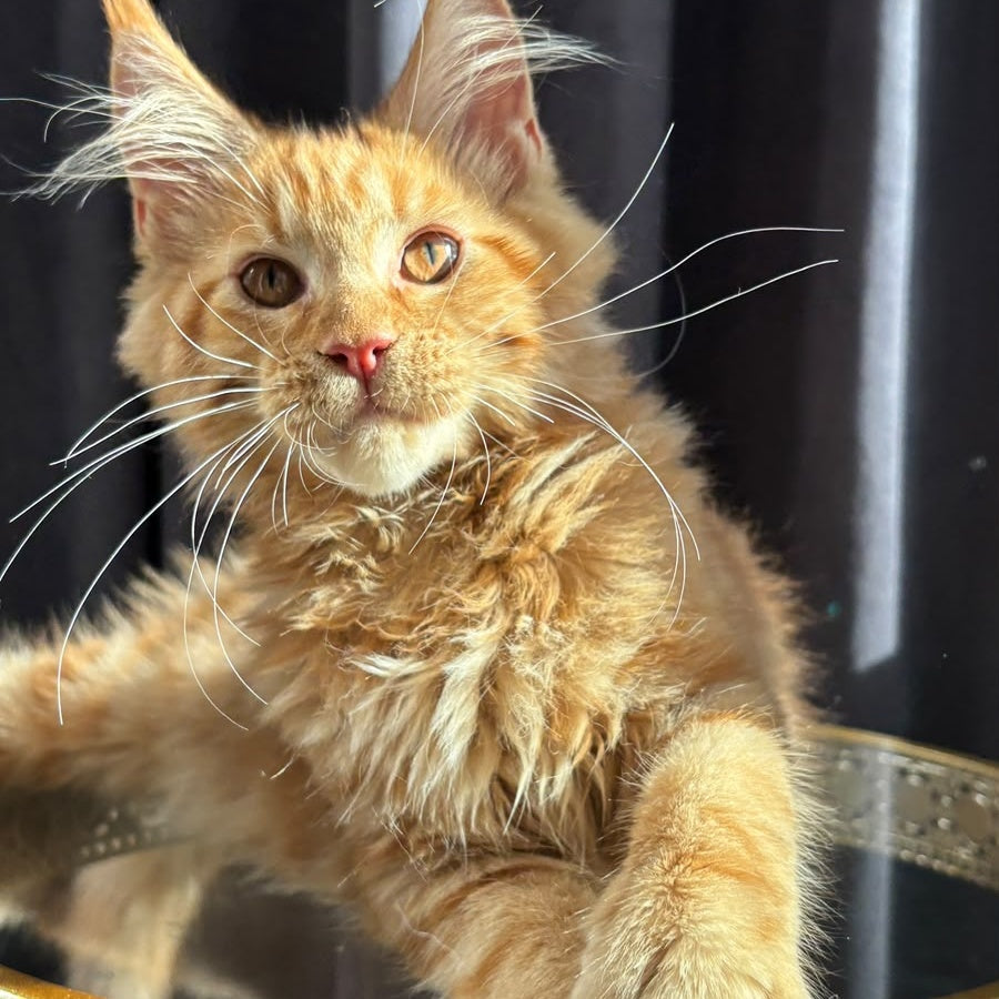 Iggy Maine Coon male, red