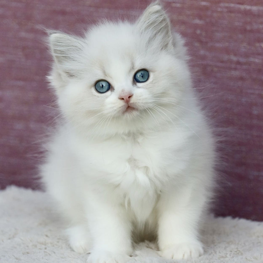 Lumi Ragdoll female, blue bicolour tabby