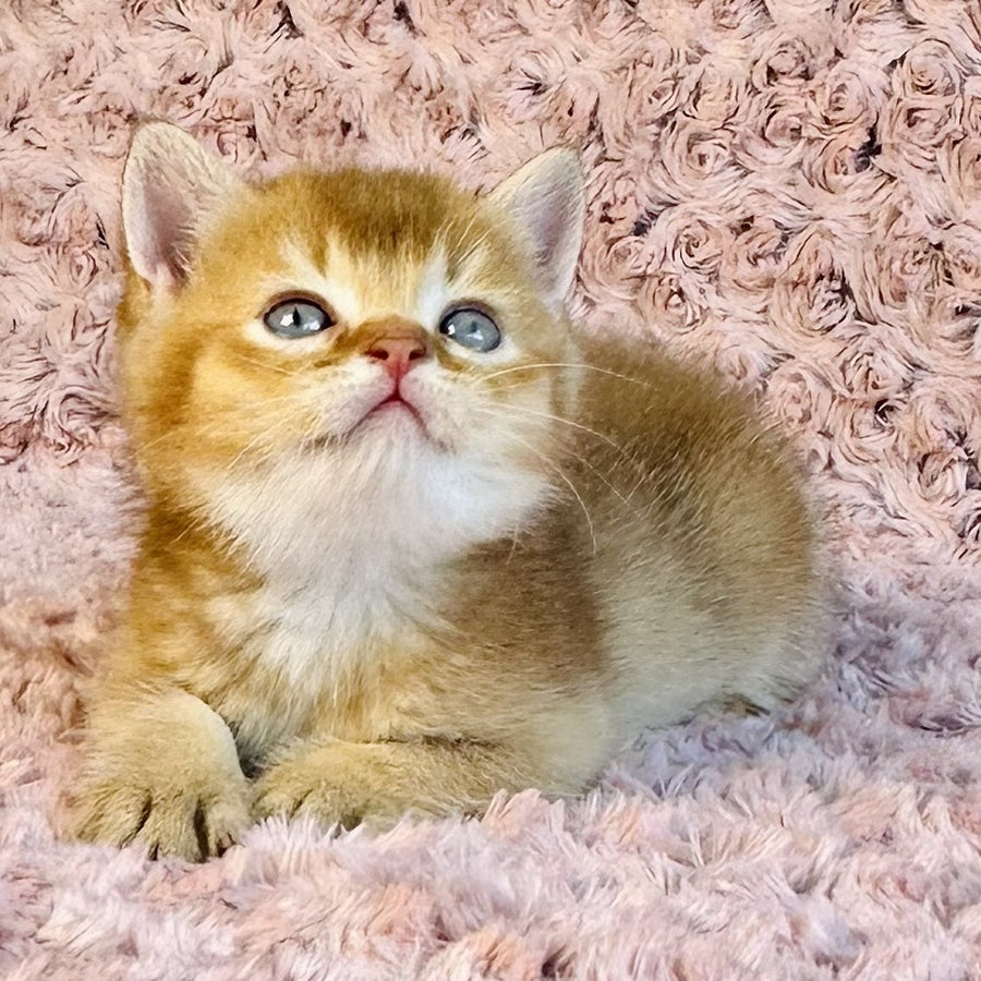 Golden Prince British Shorthair male, cinnamon golden shaded