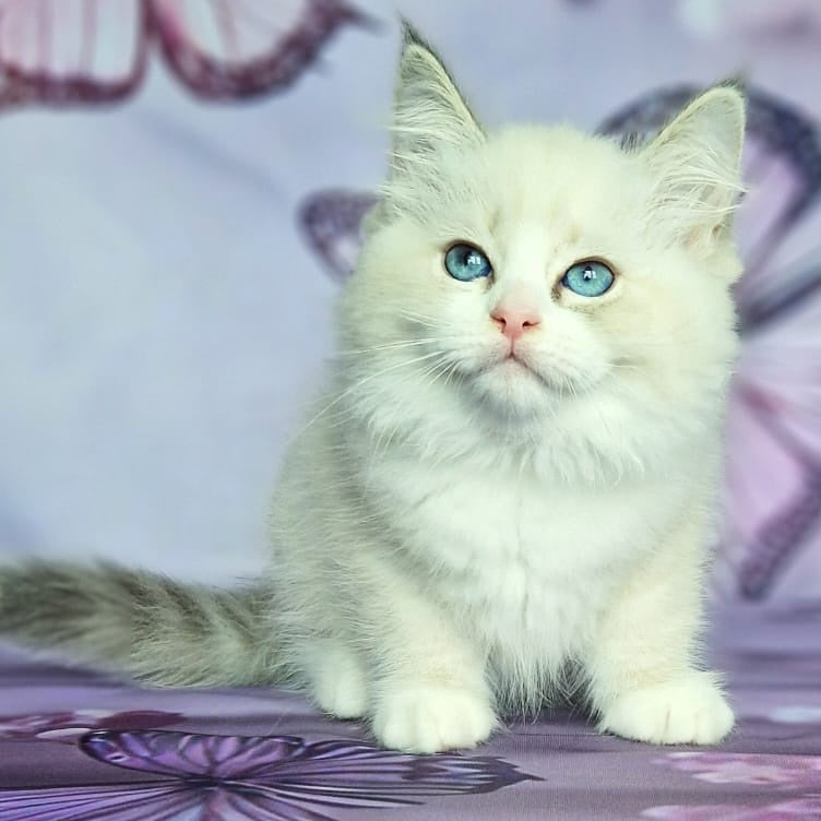 Endy Siberian male, blue bicolour tabby pointed