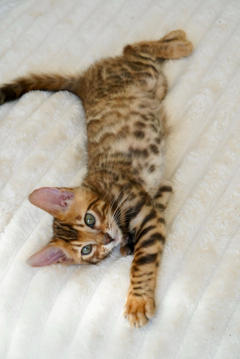 Justin Bengal male, black spotted tabby