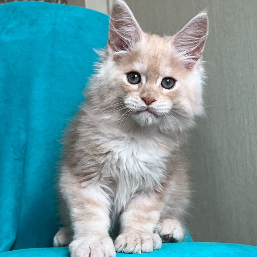 Zlatomir Maine Coon male, red silver
