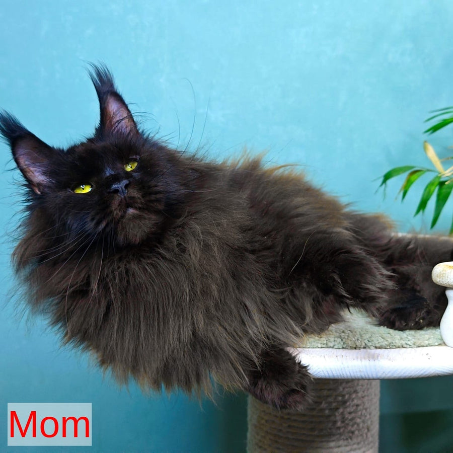 Geralt Maine Coon male, black