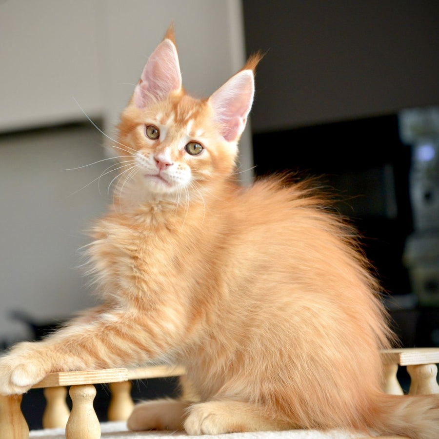 Ylariel Maine Coon male, red ticked tabby