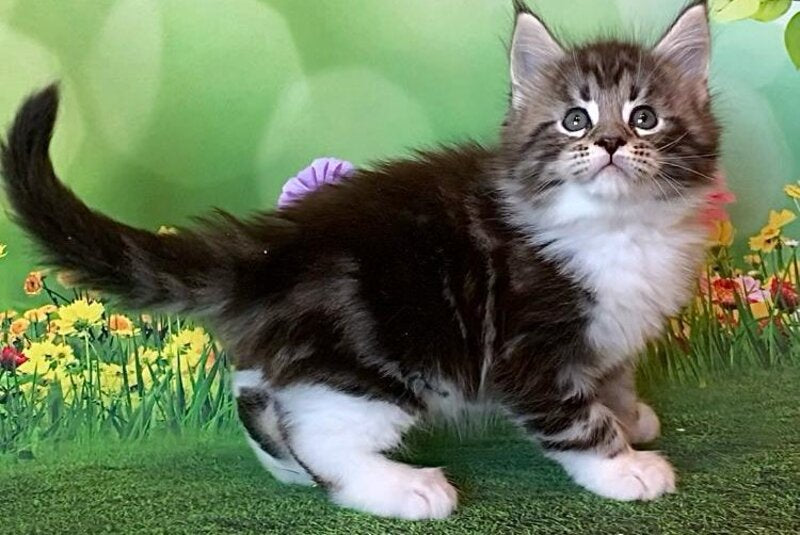 Uttar Maine Coon male, black silver bicolour tabby
