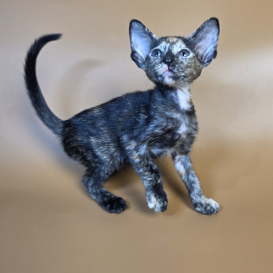 Fenja Oriental Shorthair female, black tortie