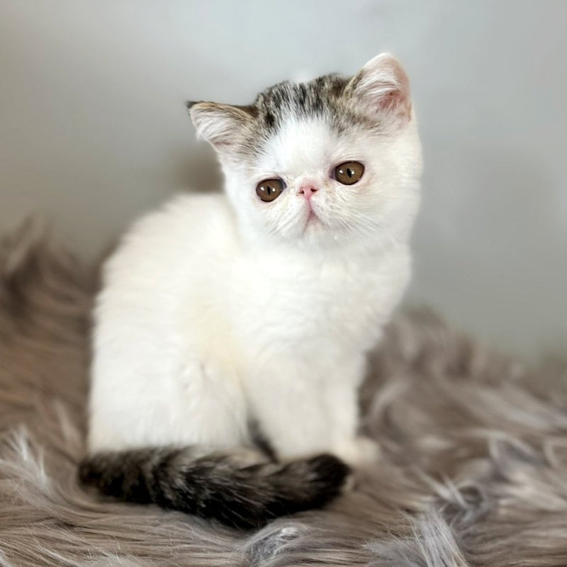 Amour Exotic female, black spotted tabby van