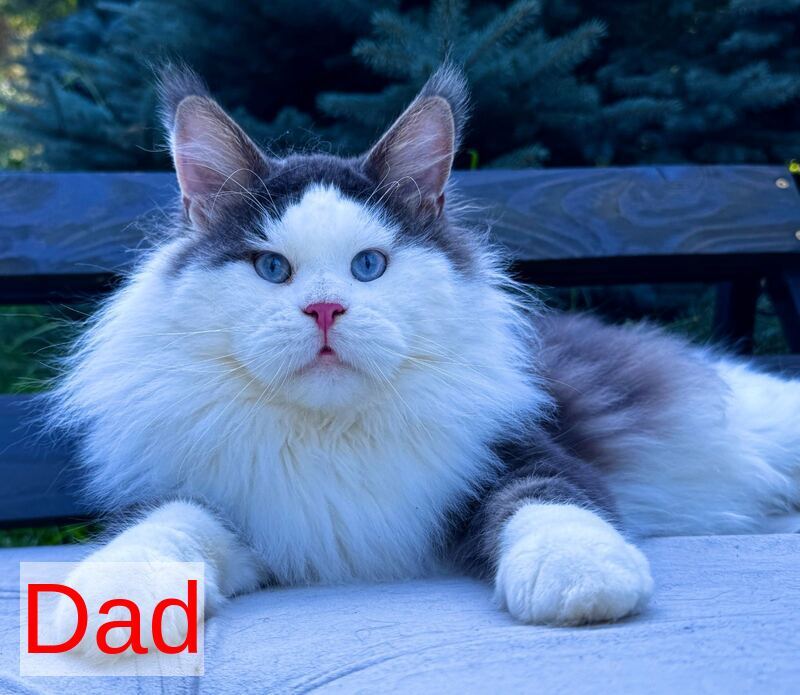 Laky Strike Maine Coon male, red bicolour tabby
