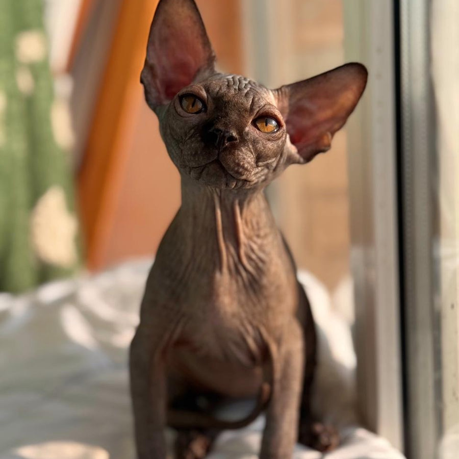 Elvis Canadian Sphynx male, black