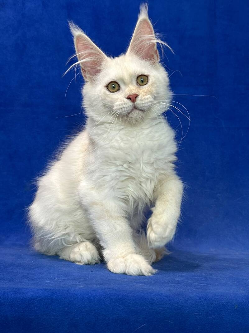 Dobryanka Maine Coon female, red silver shaded