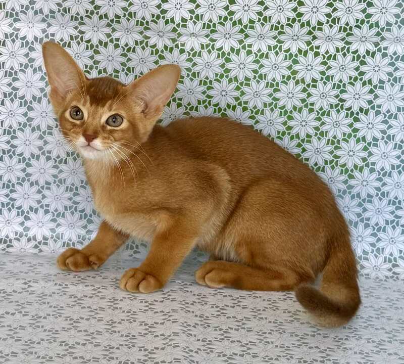 Ellada Abyssinian female sorrel - live animals