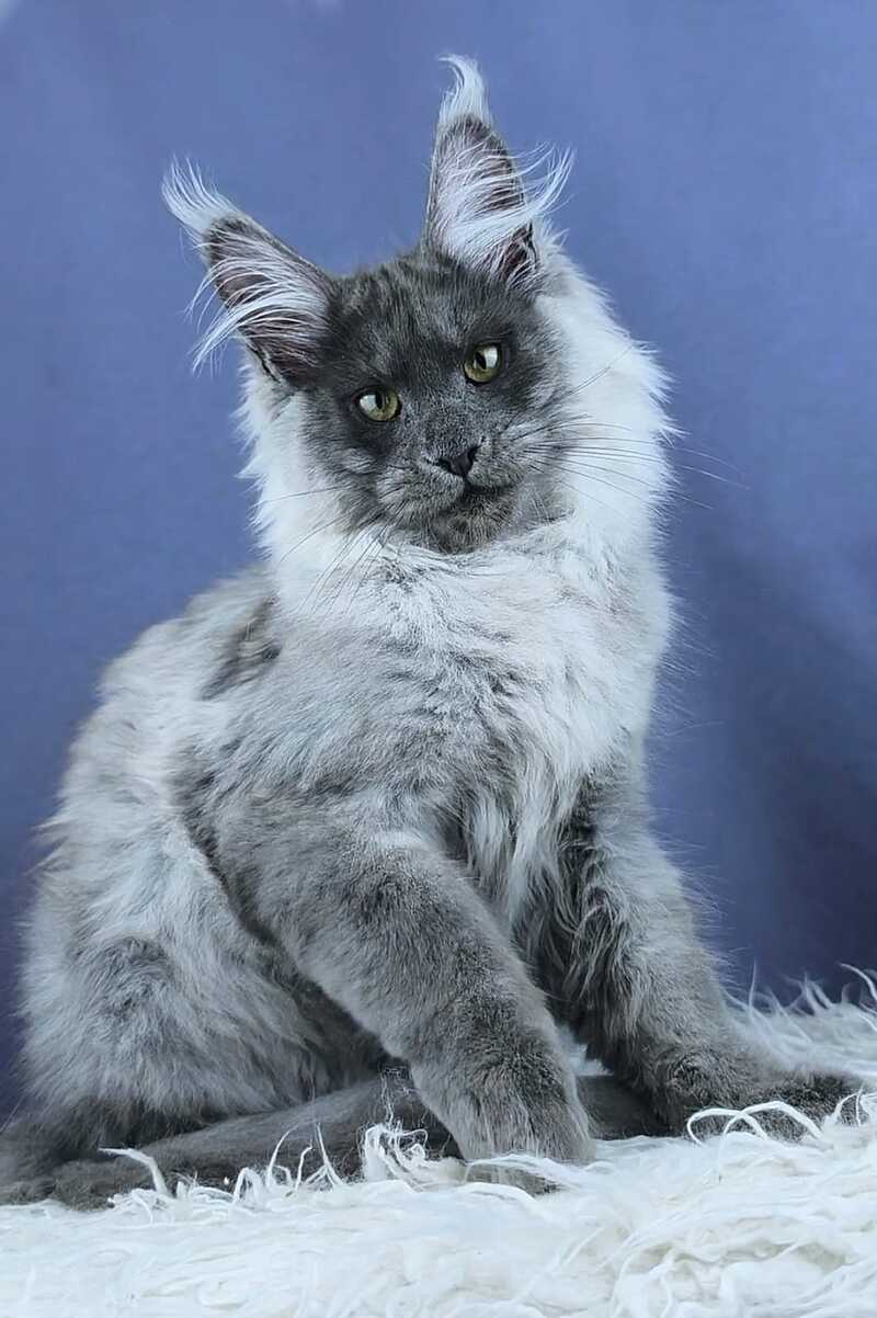 Granadin Maine Coon male, blue silver