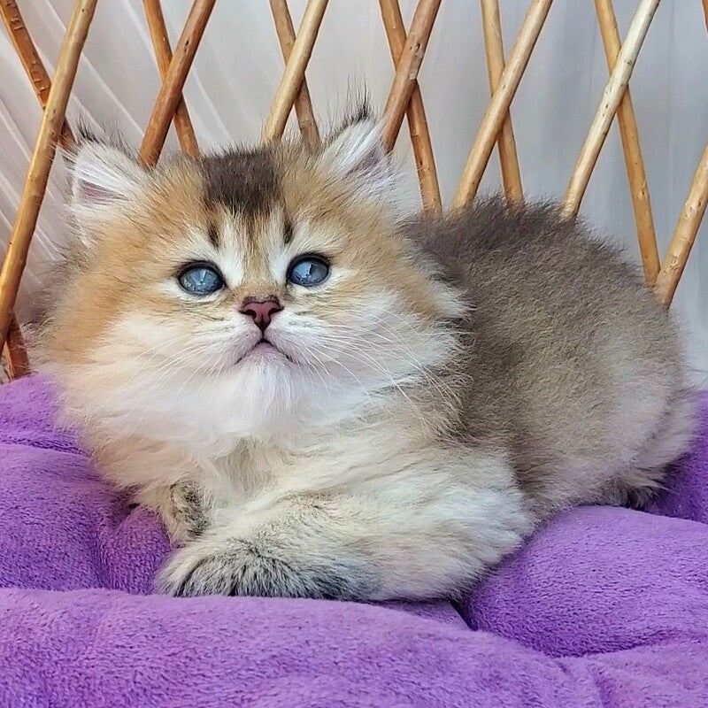 Zephir British Longhair male black golden ticked tabby - live animals
