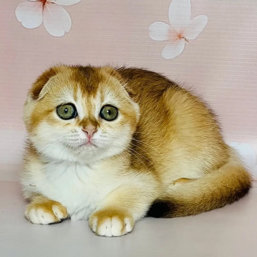 Kassioperia Scottish Fold female, black golden chinchilla