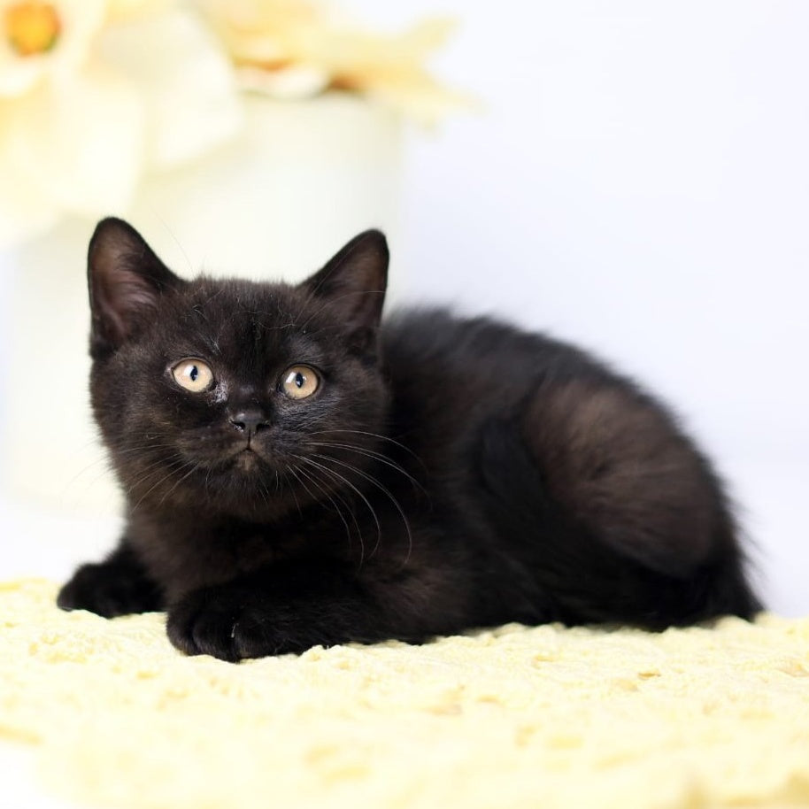 Yanka British Shorthair female, black