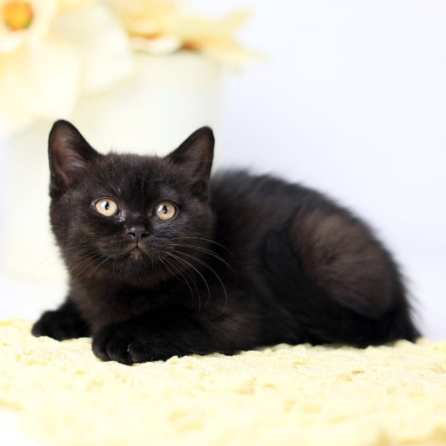 Yanka British Shorthair female, black