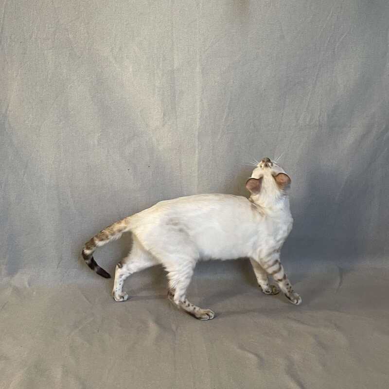 Jelly Bengal female, black spotted tabby pointed