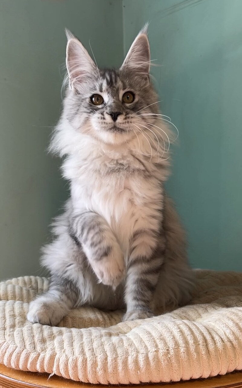 Zorro Maine Coon male, black silver spotted tabby