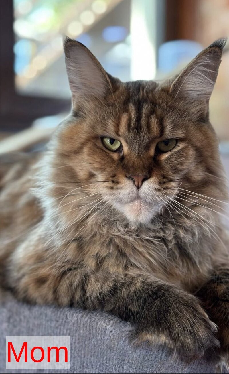 Freya Maine Coon female, blue tabby