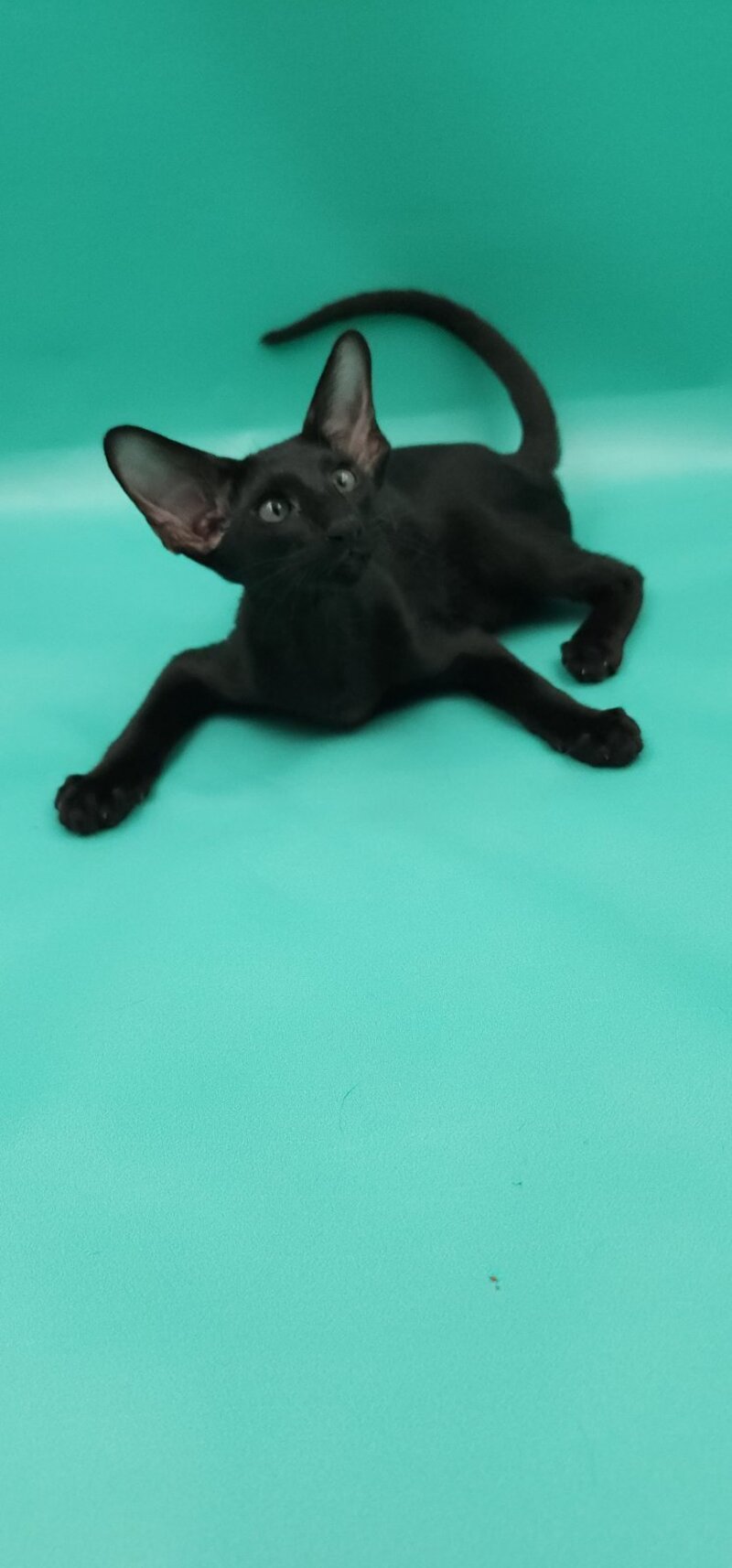 Romeo Oriental Shorthair male, black