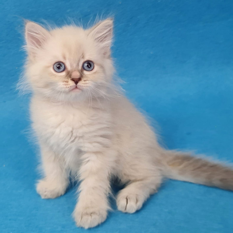 Buddy Siberian male, blue tabby pointed