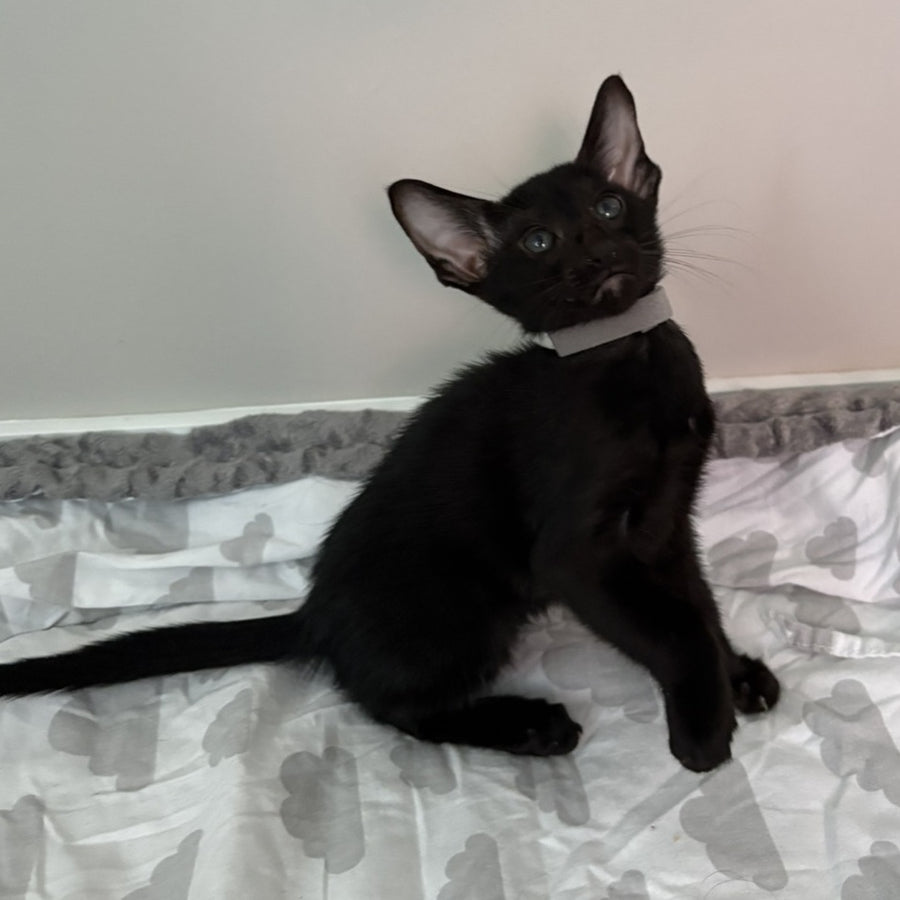 Dallas Oriental Shorthair male, black