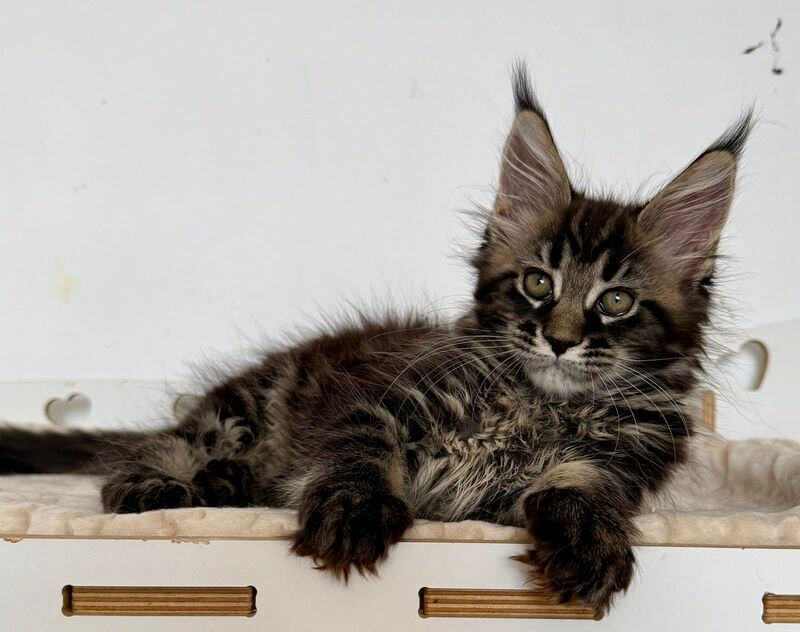 Jozi Maine Coon female black tabby live animals