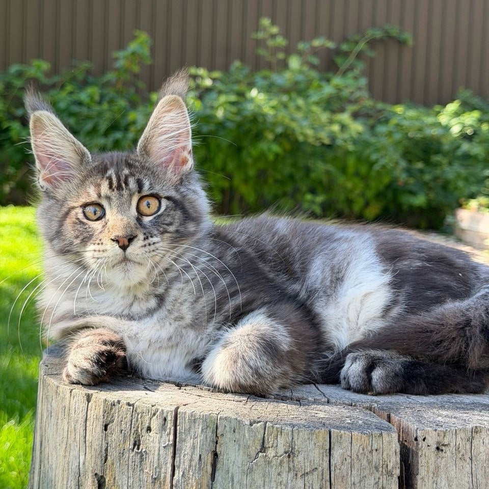 Naomi Maine Coon female, black tabby