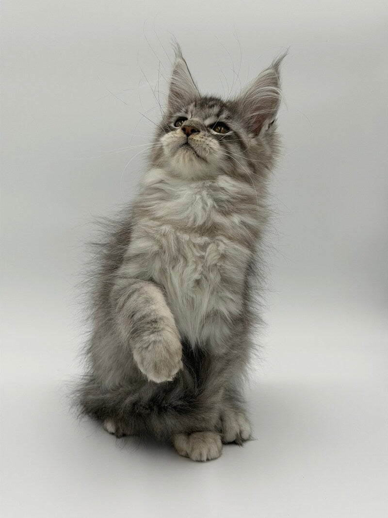 Kleo Maine Coon male black silver tabby - live animals