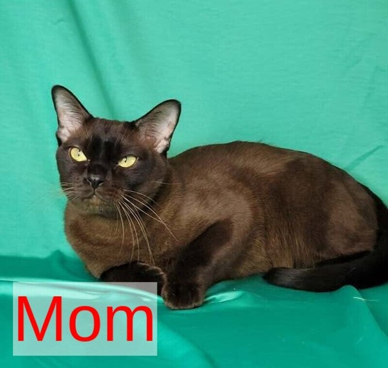 Odysseus Burmese male, black